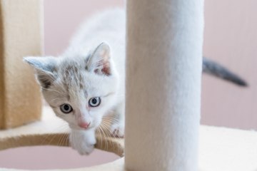 Cute Little Kitten Doesn't Know His Luck