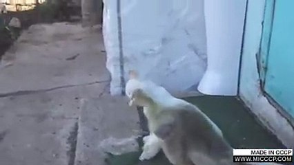 C .A-Beni Rahat Bırak