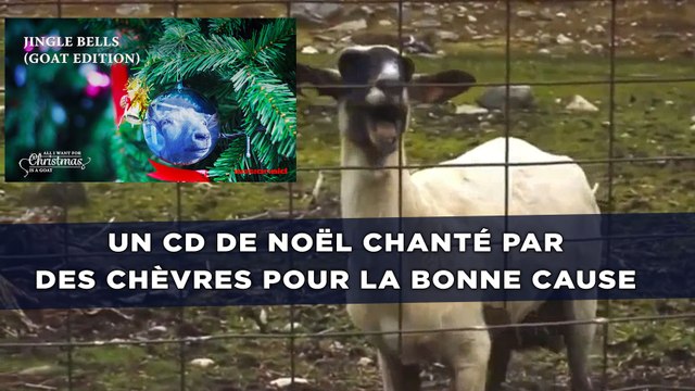 Un CD de Noël chanté par des chèvres pour la bonne cause