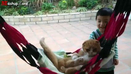 Compilation 2015 - Funny Cats Acting Like Humans