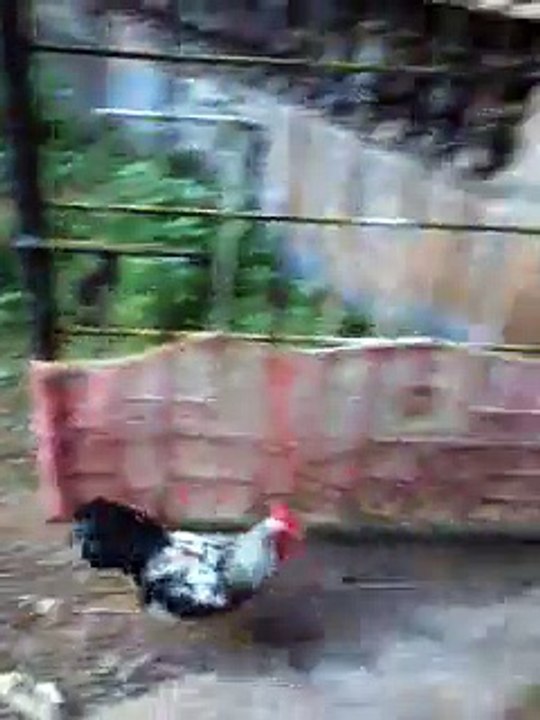 HEN CHASING DOG VERY FUNNY VIDEO