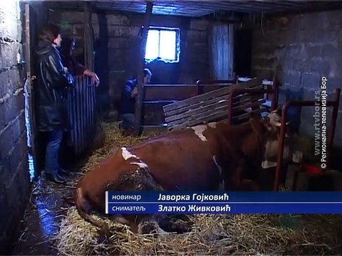 U Malom Izvoru kod Boljevca, krava otelila četvorke, 09. decembar 2015. (RTV Bor)