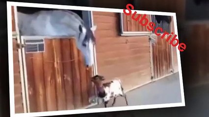 ---اضحك مع هذا الجدي الخطير - YouTube