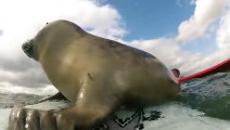 Surfing’s Got This Little Guy’s Seal of Approval