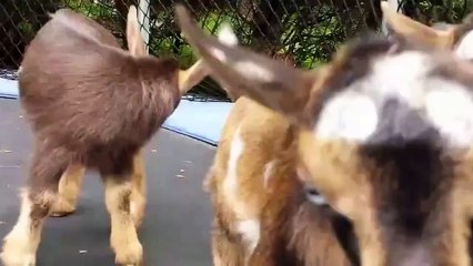 Junping Goats - Trampoline!