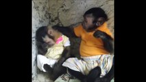 Un singe en console un autre... Trop mignon