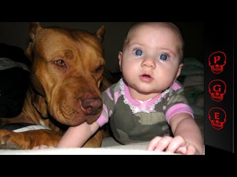 Pitbulls la historia que no conocías