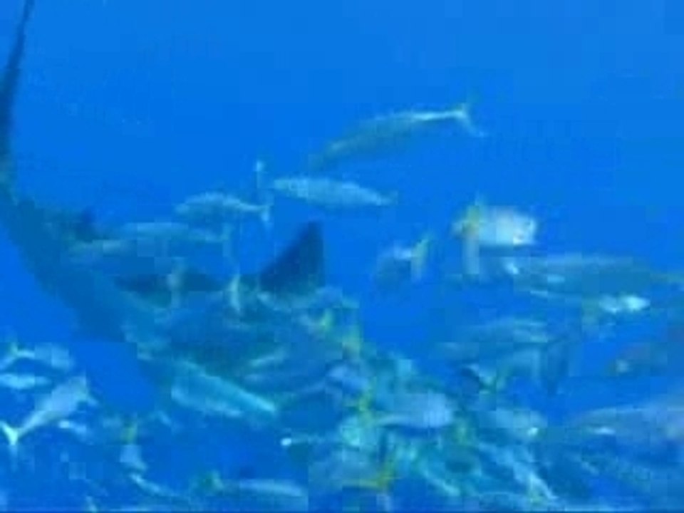 SharkDiver.Com-Great White Video