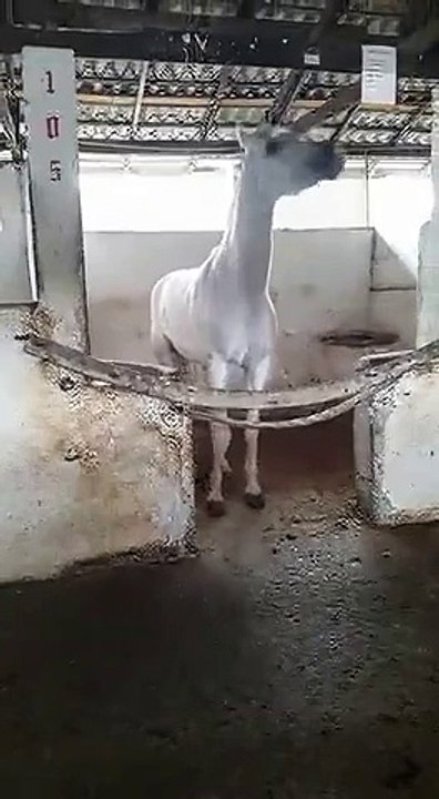 o cavalo