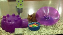 Web Extra: She REALLY loves her hamster || STEVE HARVEY
