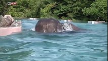 Piscine transparente dans un zoo pour voir les éléphants nager