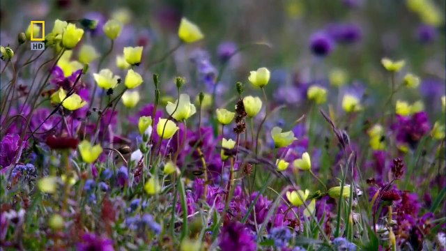 [National Geographic] Wild Russia: Arctic HD (Nature Documentary)