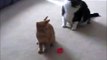 Hi- Kitchen Cats -Playing Cuts & Sweet Cats- Latest Funny Cats Video- Nifty Cats- Sweet Playing Each other,