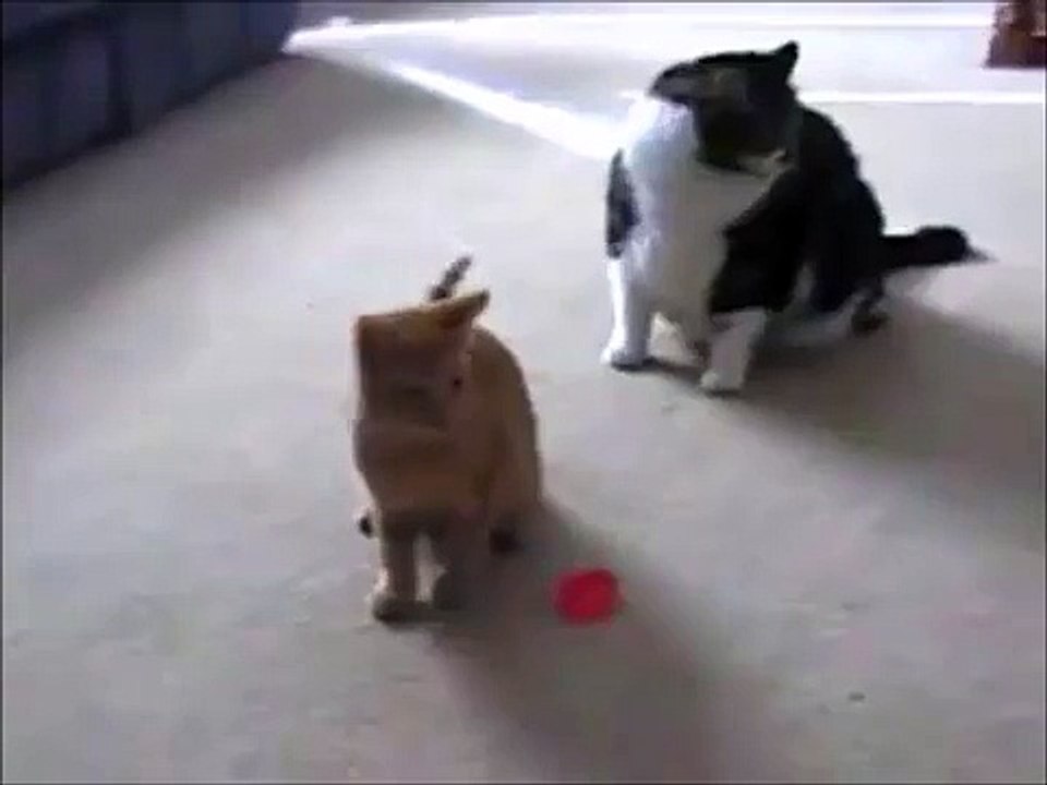Hi- Kitchen Cats -Playing Cuts & Sweet Cats- Latest Funny Cats Video- Nifty Cats- Sweet Playing Each other,