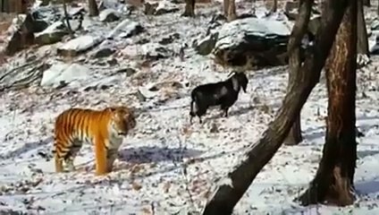 A GOAT and TIGER become friends in Russia. amazing
