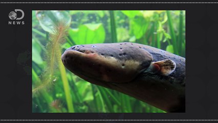 How Do Eels Make Electricity?