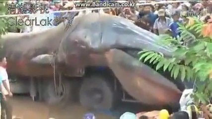 Worlds largest ANACONDA in Nepal after earth quack
