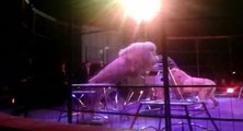 Un lion attaque son dresseur dans un cirque de Noël à Douai