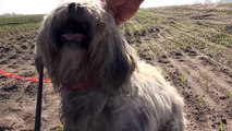 Rescuer races to save a homeless dog in a huge field. Please share.