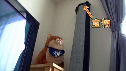 上を目指す猫。必死に手を伸ばした甲斐があって・・・【面白い＆可愛い行動の黒猫】～Black cat of unexpected behavior～