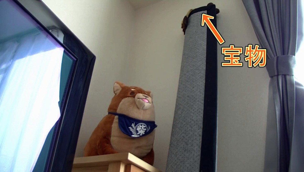 上を目指す猫。必死に手を伸ばした甲斐があって・・・【面白い＆可愛い行動の黒猫】～Black cat of unexpected behavior～