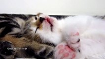 Nom Nom Nom Sleeping Kitten  Cutest Cat Moments. AWW