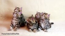 Singing Cat and Cute Dancing Kittens  Funny Cats Musical