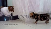 Stalking Kitten vs. Cat