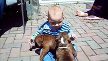 Funny babies annoying dogs - Cute dog & baby compilation