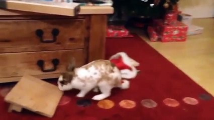 Funny Videos - Cute and Adorable Bunnies | 2015 HD