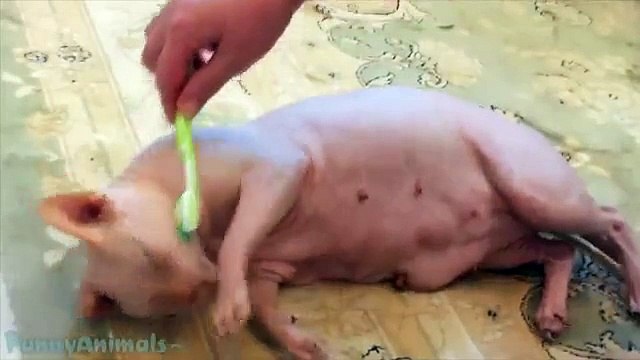 Funny Sphynx Cats Funny Sphynx Compilation 2015