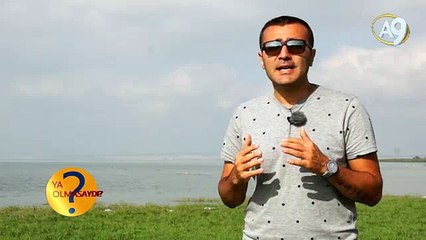 Göçmen kuşlar nasıl yön tespiti yapar?