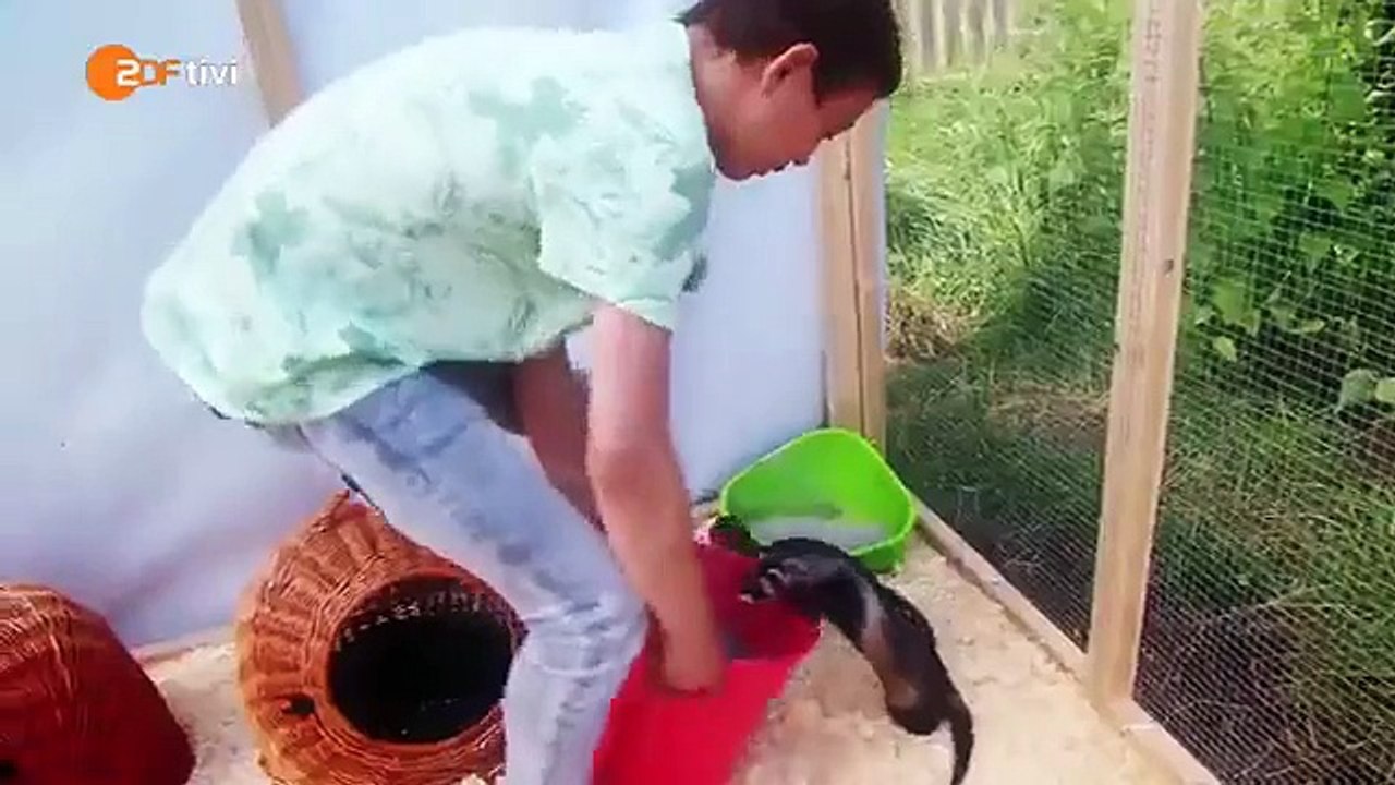 Das haustiercamp - folge 8, staffel 2