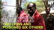 Kenyan Herdsmen Allegedly Killed Two Lions And Poisoned Six Others