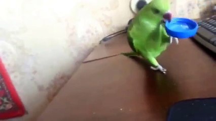 Papagaio comer da tampa. papagaio cultural