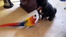 Parrot traz medo. Cães engraçados têm medo de grandes papagaios
