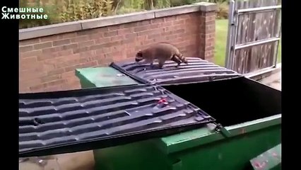 Animais de estimação azarados. Zveryushku salto malsucedido