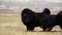 Tibetan Mastiff Movie