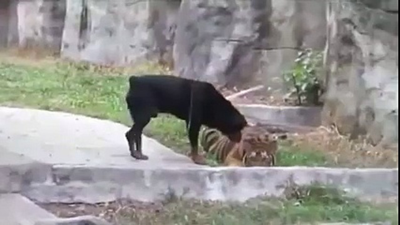 Lion & Rottweiler
