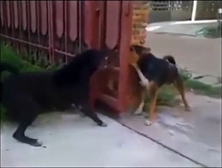 Two Dogs Fighting Funny Video