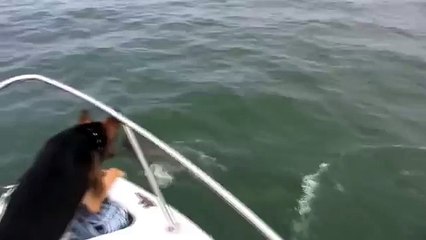 Shepherd decidiu nadar com golfinhos. O cão saltou para o mar