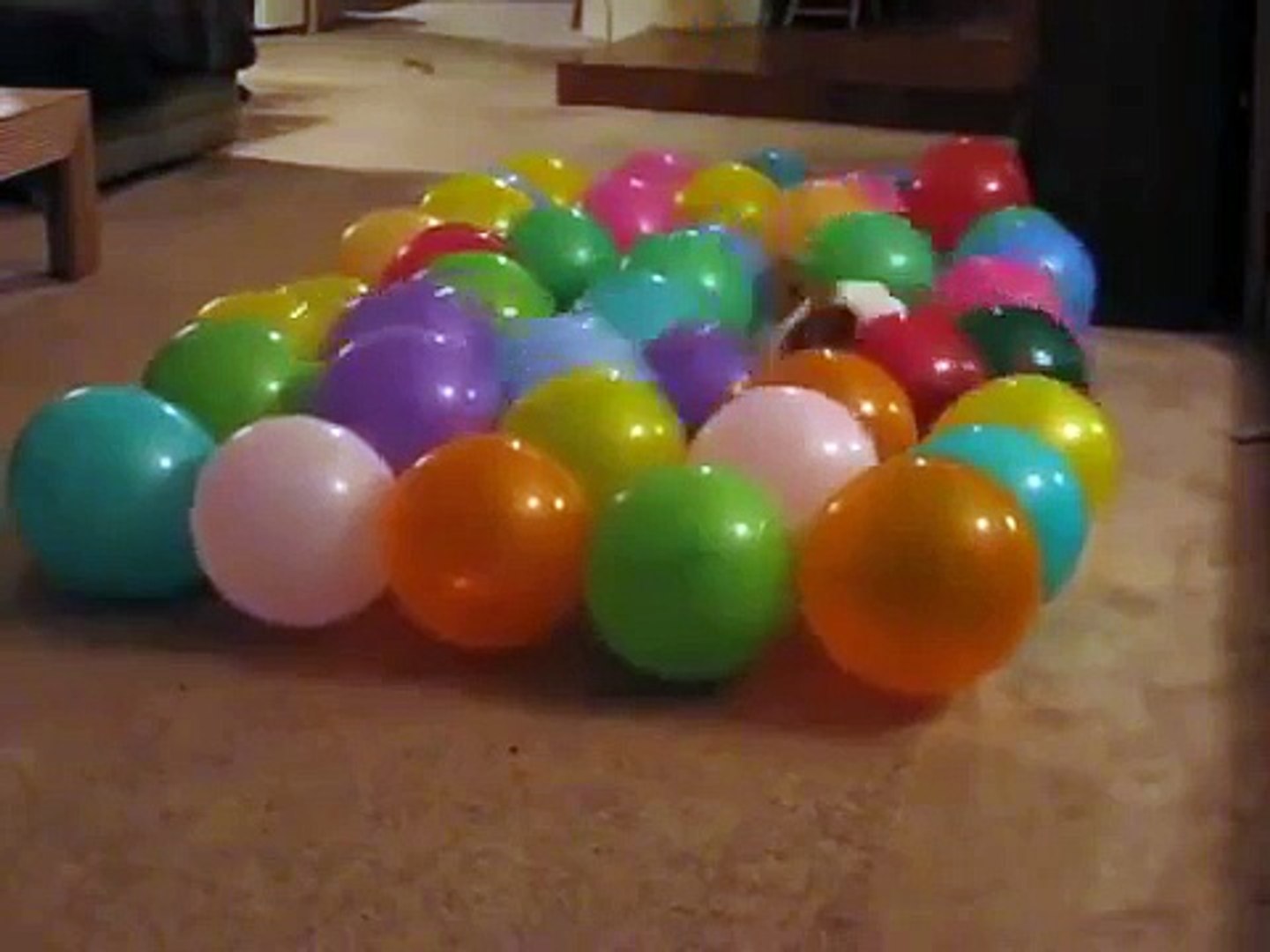Obcecado com o cão. Cão engraçado come balões