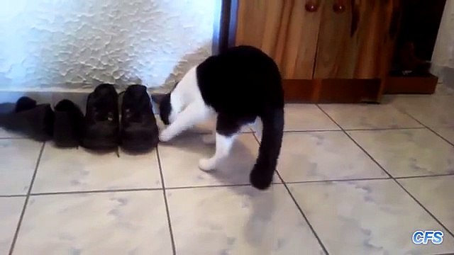 Azeitonas. Gatos engraçados amo azeitonas pretas e verdes