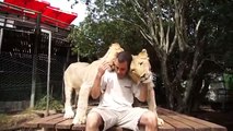Muito afetuosos leões. Engraçados leões gatos