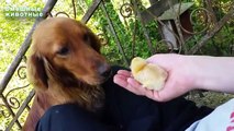 El perro ve primero pollos. La primera reunión de un perro con un pollo