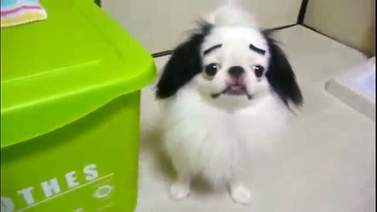 Cejas falsos en los perros. Diversión con perros
