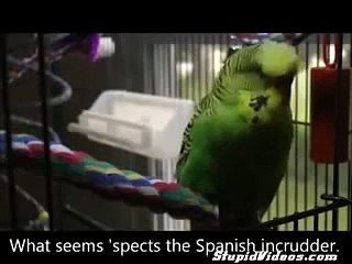 El loro habla Inglés. pájaro divertido