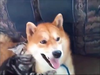 Una lucha feroz. Gato molesta el perro