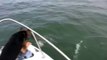 Pastor decidió nadar con delfines. El perro saltó al mar