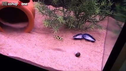 Puntero láser Cazadores. Animales en la búsqueda de láser